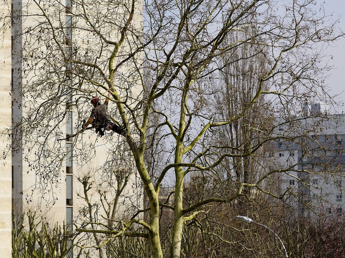Élagueur en grimpe dans la couronne d'un arbre