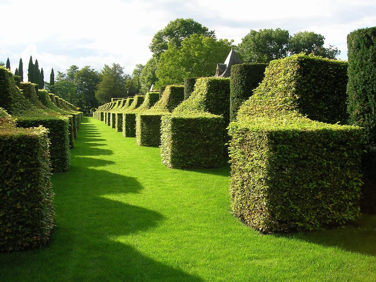 Haie taillée en limite de jardin